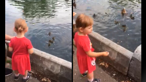 A Little Girl is Feeding Little Ducklings and Shouts "Little Eat!"