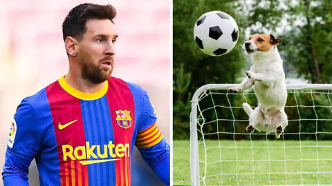 Dog play football like messi