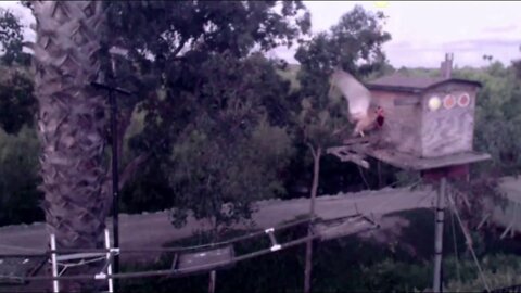 At 5:40am obt two, not quite adult Owlets, left the Kastle.Slo-mo at very end, 5-19-20