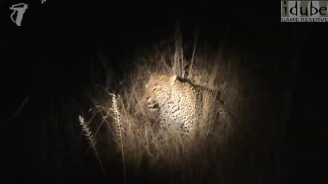 WILDlife: Pairing Leopards at Night