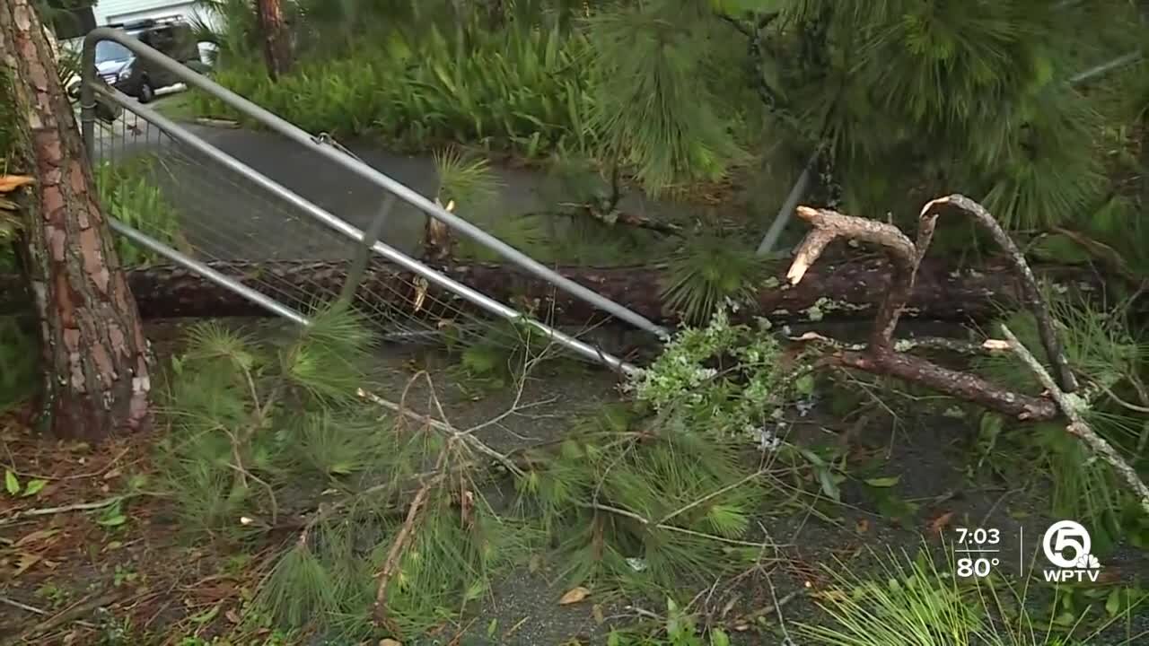 Strong storms snap trees in Jupiter Farms