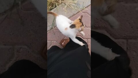 Rosy is having fun outside - Funny cat playing video -