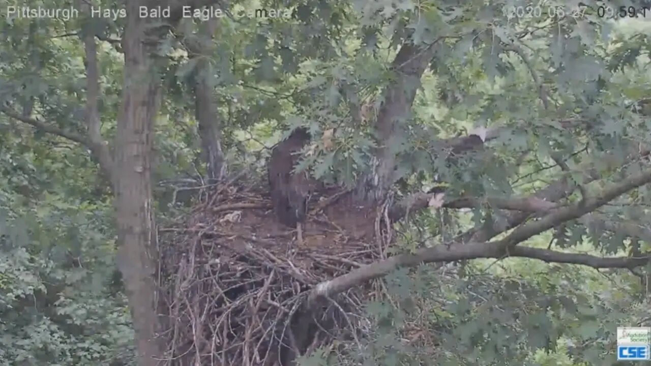 Hays Eagles Dad brings in a fish and its swooped away 62720