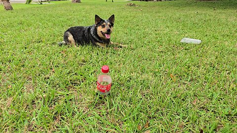 Cattle Dog Playing French In Slow Marion