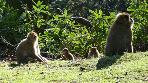 Funny little monkeys, as a family, see what they do! #shorts.