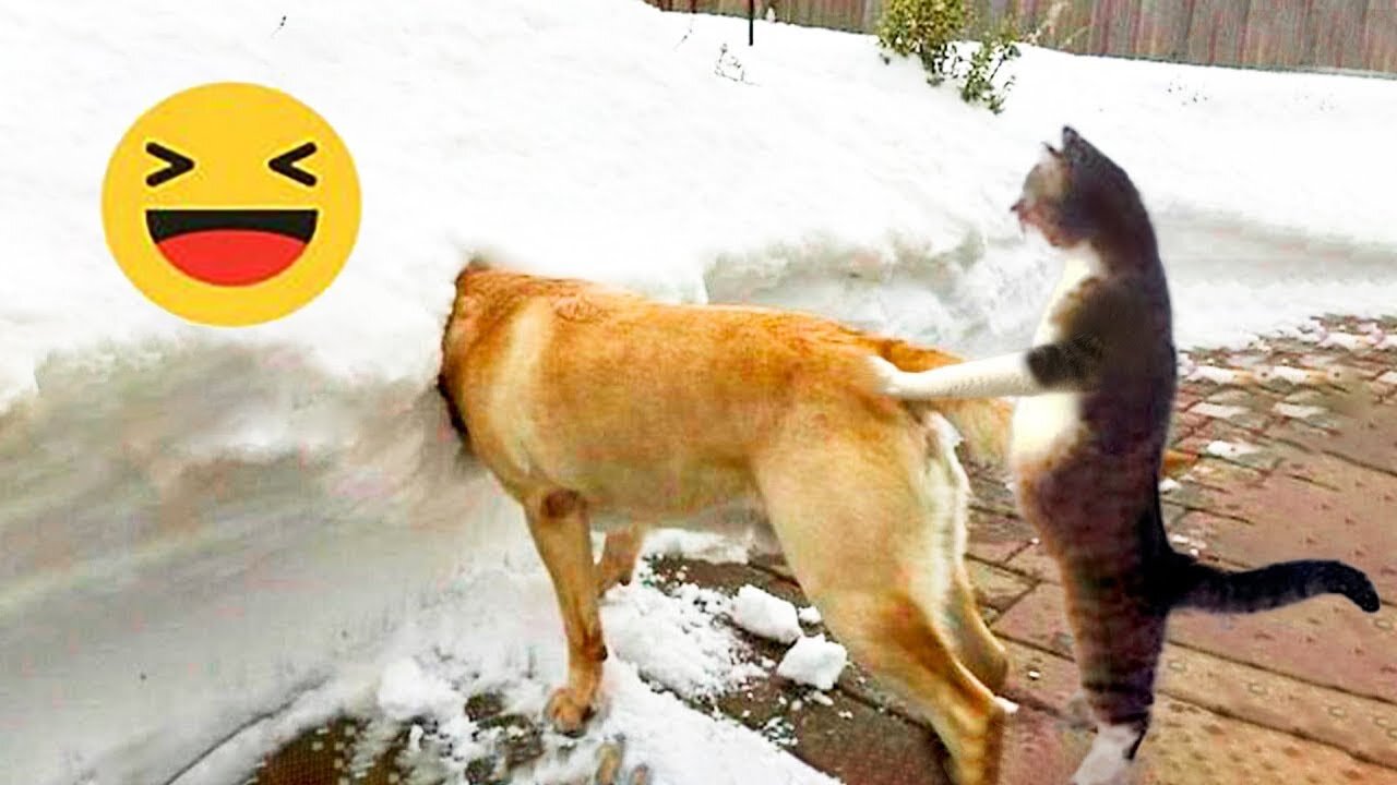 Funniest Cats And Dogs Videos 😁 - Best Funny Animal Videos 2024 🥰 Part :- 64