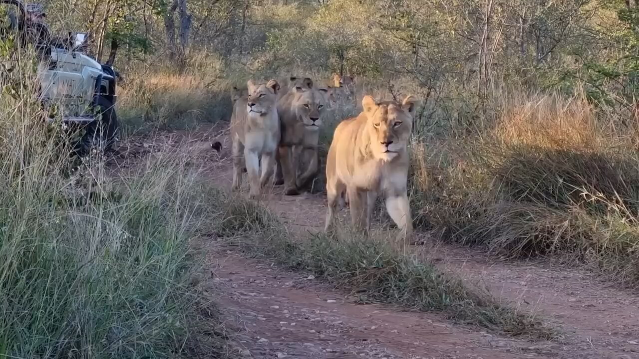 Lions vs camel biggest fight