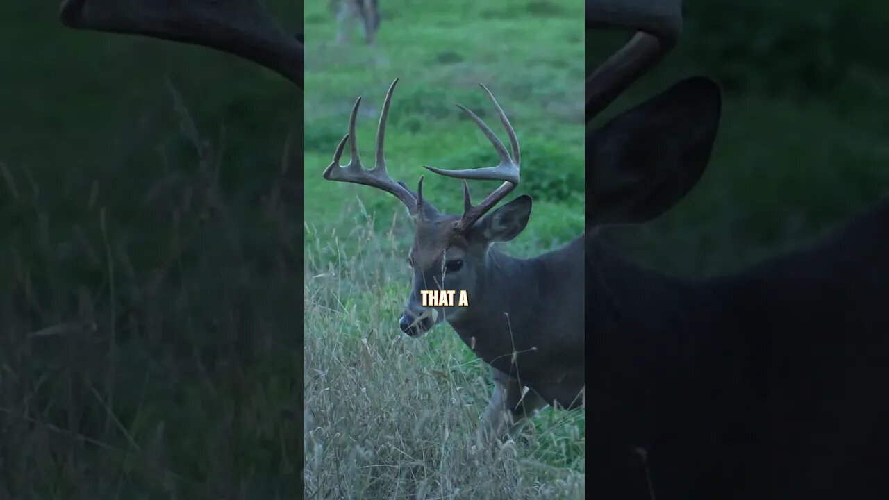 What really grows BIG antlers? #deer #hunting #deerhunting #biology #foodplot