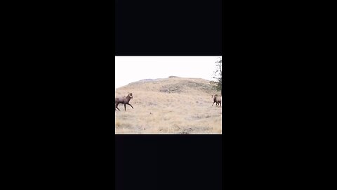 funny goat head bang