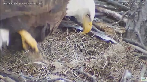 Hays Eagles nest hatch in progress of Egg 1 2022 03 21 757am