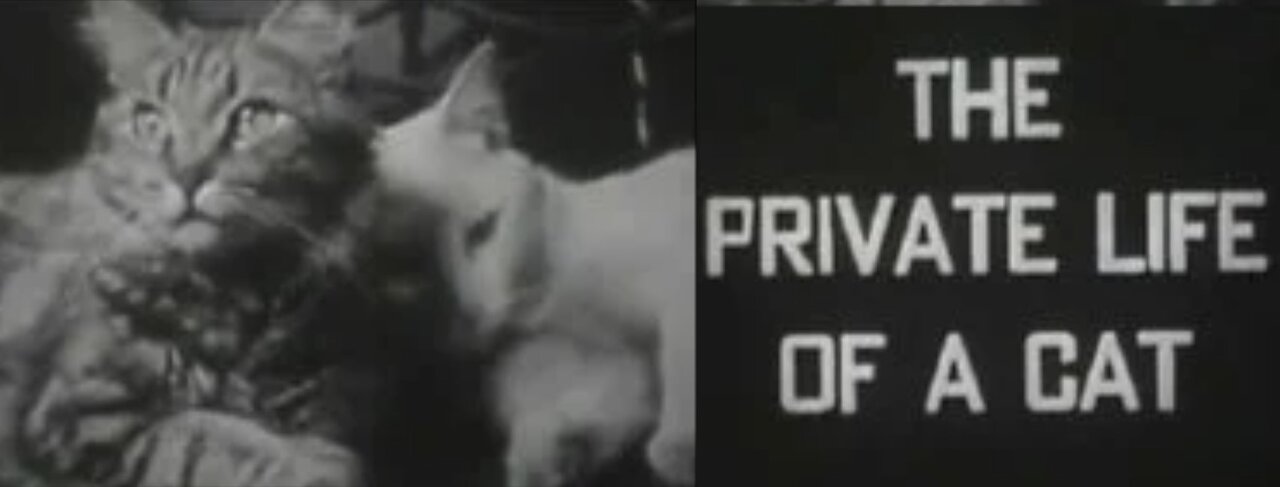 (muda) La vida privada de un gato (1944) - Alexander Hammid y Maya Deren - Documental