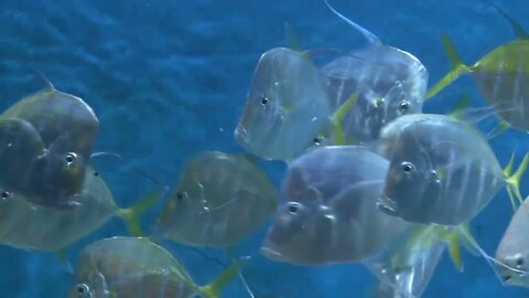 Lookdown fish swimming in water