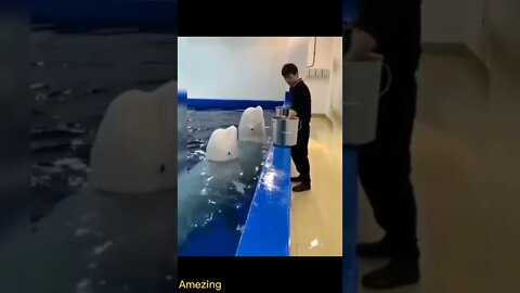 amazing