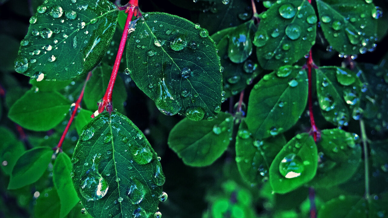 sleep with these sounds of rain ASMR#5