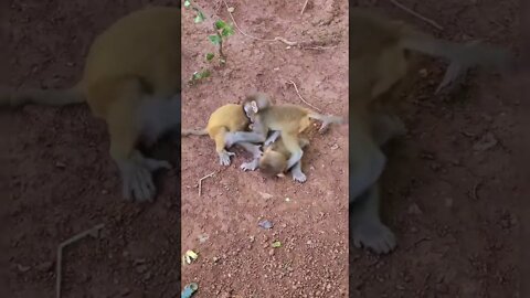anak monyet