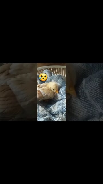 😥Pintinho Machucou a perninha/Hurt your leg/😥