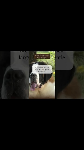 Fascinating Facts about Saint Bernards