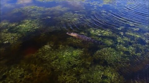 Everglades Drone Footage