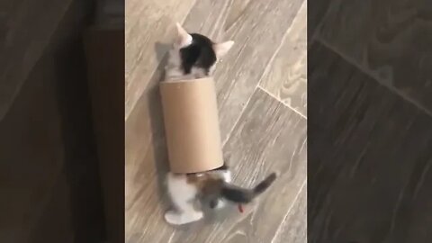 cute cat videos 😹 funny videos 😂 1096 😻 #shorts