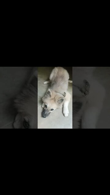 My puppy is sad 😔😓😞 #shorts #puppy #dogs