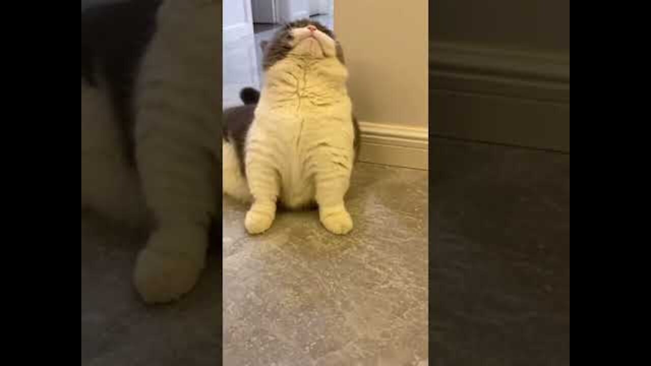 Funny cat compilation Funny pet videos - 1 hour of the funniest cats funny pet videos