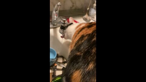 Cat drink out of the sink