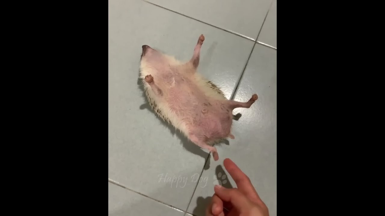 Funny animals - Funny cats dogs - Funny animal videos