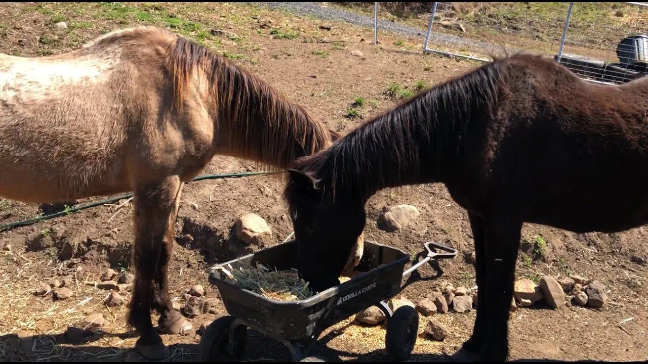 Managing the herd as high horse. A long discussion about rescue horses.