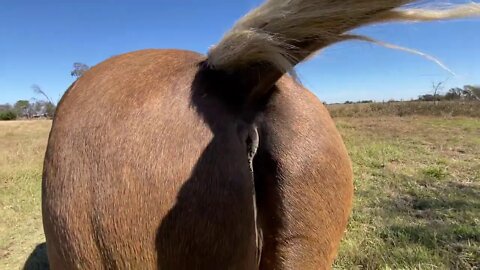 Visiting Horses & Projects - Discussing Horse Footing & Ants