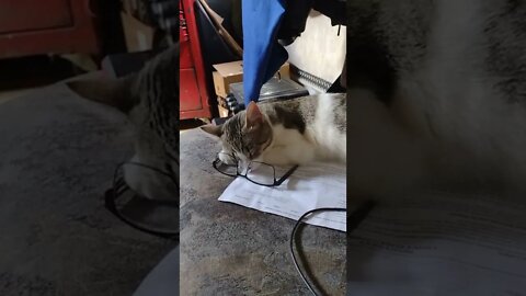 KITTY SO CRAZY! 4 EYED KITTY!