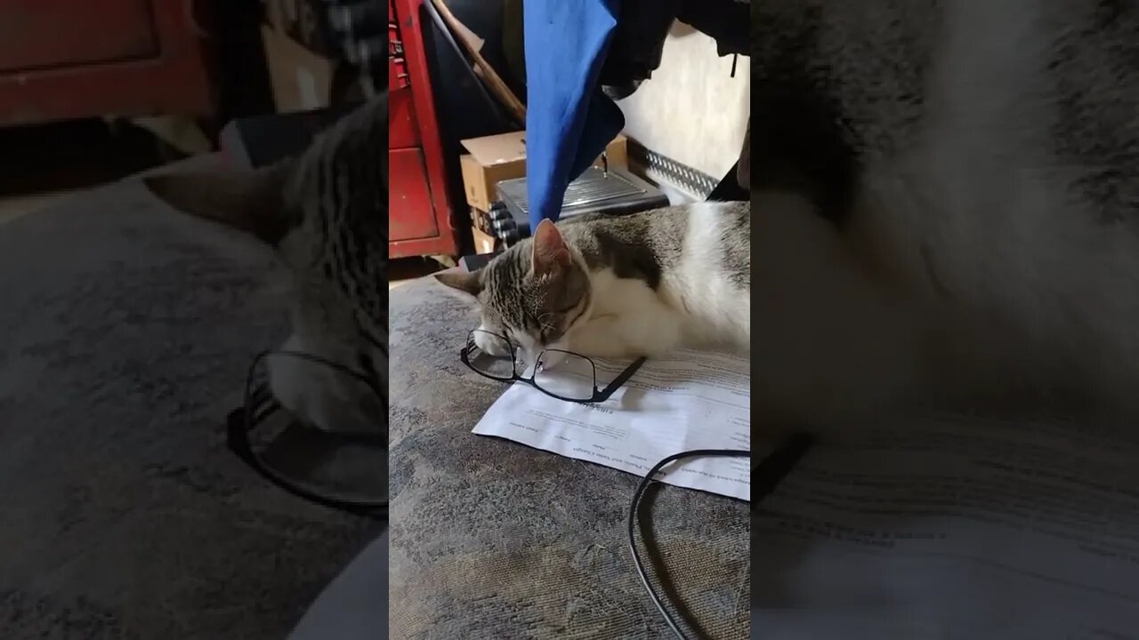 KITTY SO CRAZY! 4 EYED KITTY!