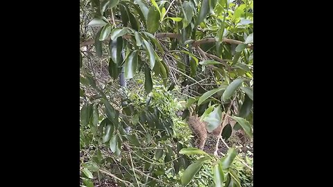 Endangered Florida Panther At Naples Zoo