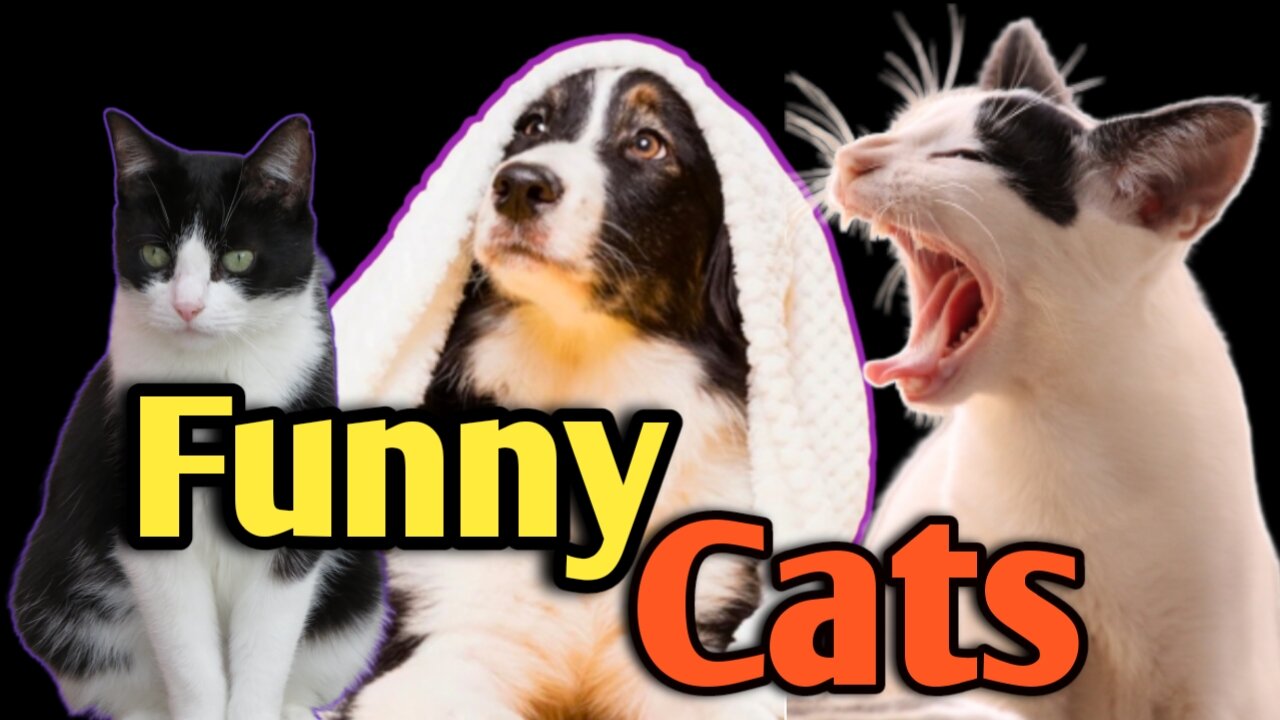 Funny-Cats-with-Dog#funnyanimalsvideo_