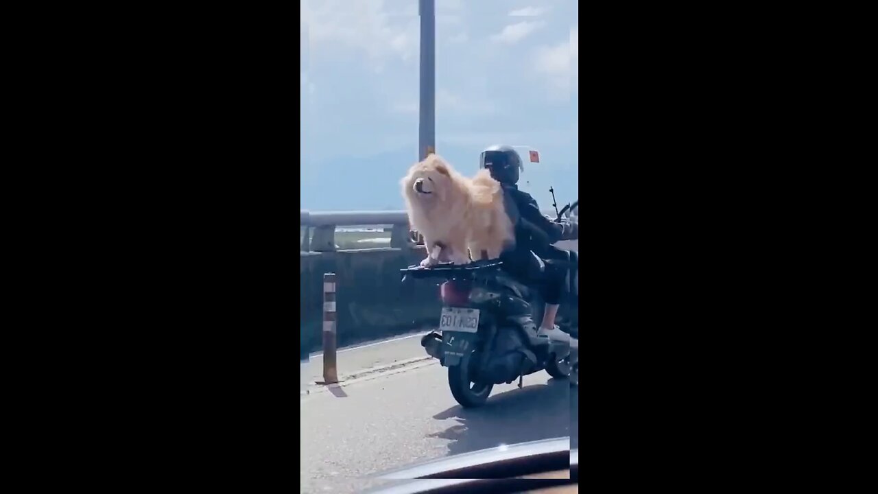 Enjoying the ride 🐶