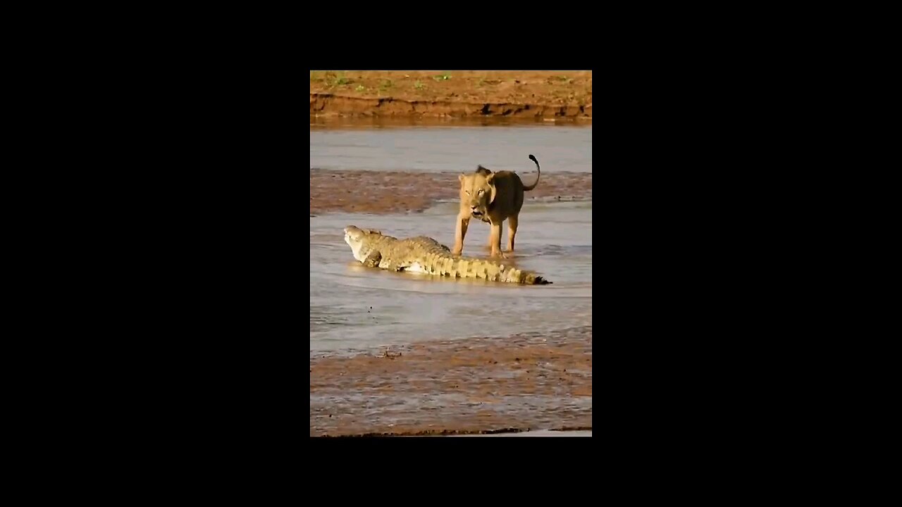 lions caught a crocodile