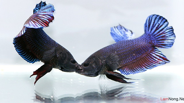 battle of two fish!!!