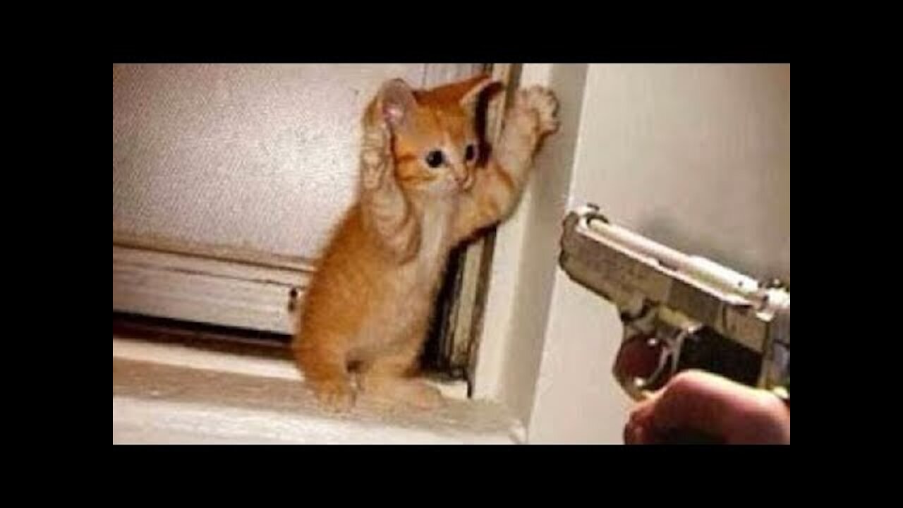 Cute And Funny Pets | Try Not To Laugh To These Pets Compilation || Broken X Strings