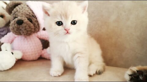 Mom Cat playing and talking to her Cute Meowing baby Kittens
