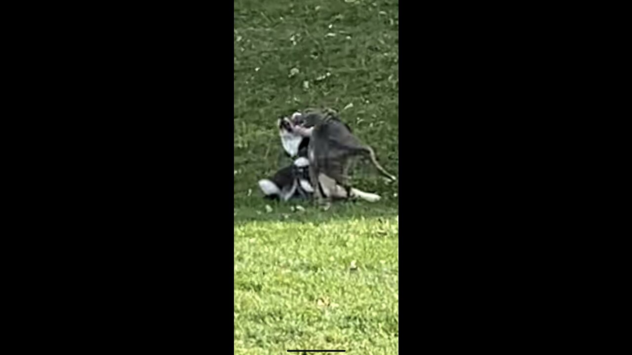 Husky vs pit bull fighting