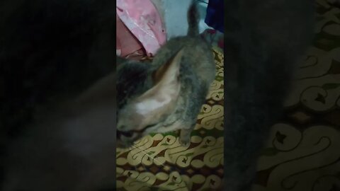 kucing riweh