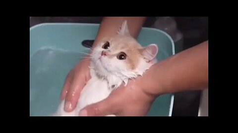 Mandiin Anak Kucing