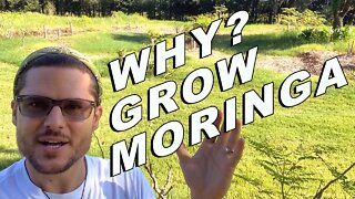 Why Grow Moringa? America's Next Big Cash Crop with Permaculture Capitalist | Kendrick Henry