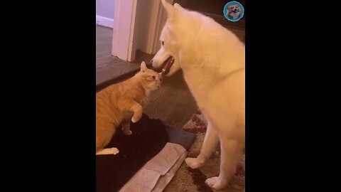 Funny animals - Funny cats dogs - Funny animal videos