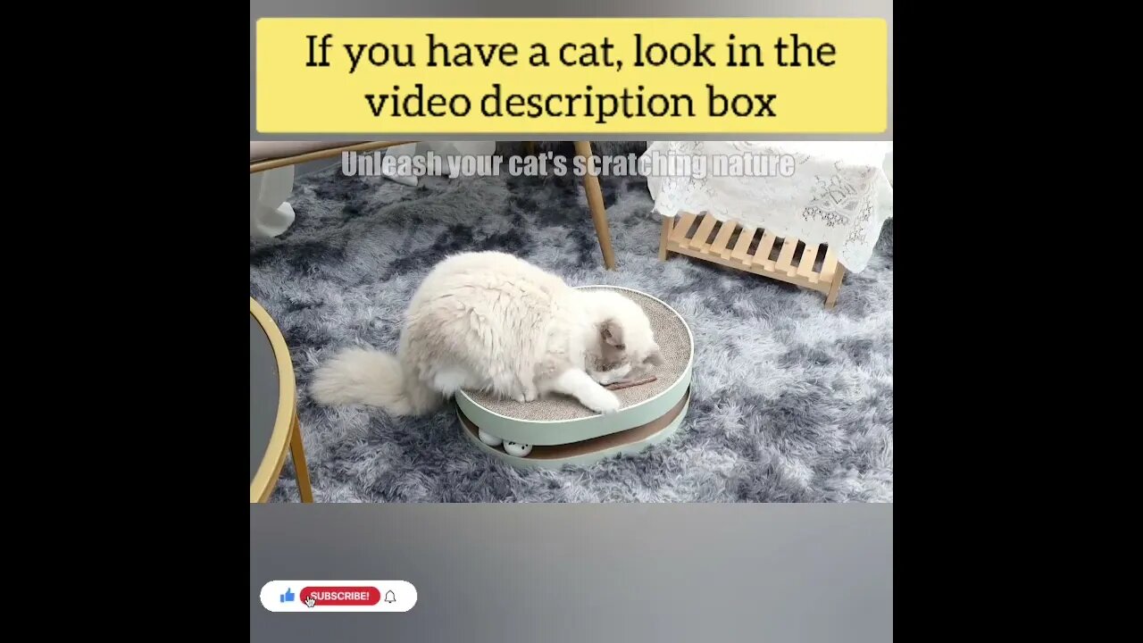 cute cat videos 😹 funny videos 😂134