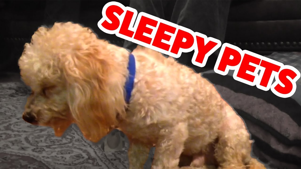 Funniest Sleepy Dog & Cat Videos | Cutest Animals