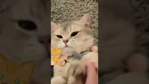 funny cat videos | cute cat videos| cute animals funny cats #shorts #shortsfunny #cutecat #funnycat