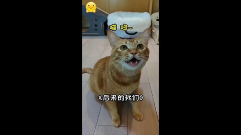 singing cat