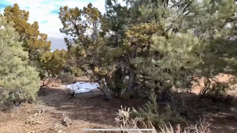 Cutting down our Christmas tree