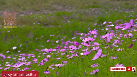 #joeybmanifestluv