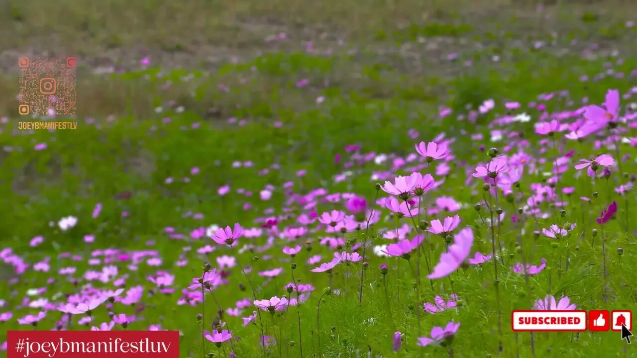 #joeybmanifestluv
